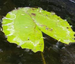 Nymphaea capensis. Leaf-lamina with irregularly sinuate or crisped margin.
 Image: K.A. Ford © Landcare Research 2019 CC BY 3.0 NZ